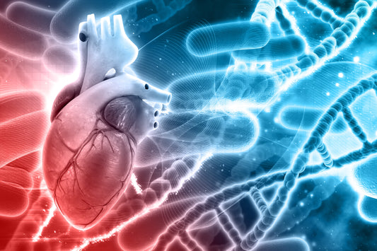 Lumbrokinase for good circulation and heart health